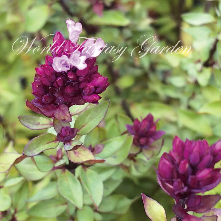 楽天市場 花苗 春 秋 オレガノ ヘレンハウゼン 1鉢3 3 5号 お届け中 Origanum Laevigatum Herrenhausen 秋 花苗 多年草 桃花 カラーリーフ イングリッシュガーデン 苗物 鉢植え 庭植え ガーデニング 花壇 桃花 21aki ハッピーガーデン