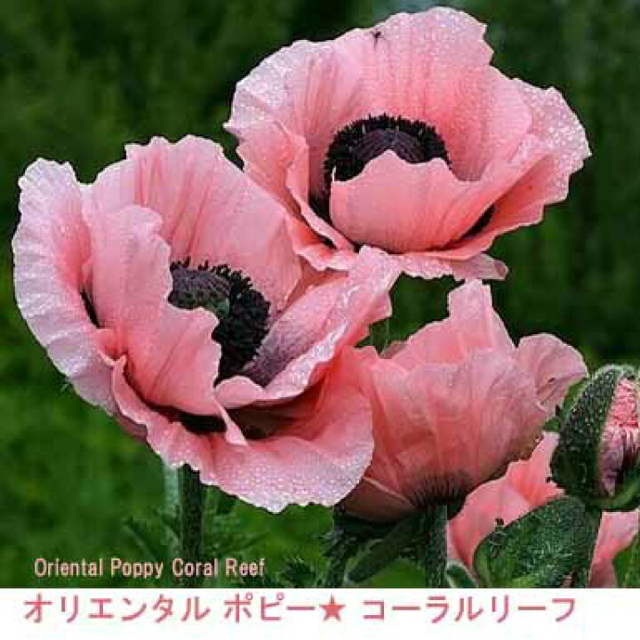 楽天市場 花苗 秋 オリエンタルポピー 2種より選択 1鉢3 5号 お届け中 Papaver Orientale 花苗 秋 一年草 イングリッシュガーデン ガーデニング コーラルリーフ チェッカーズ 21aki ハッピーガーデン