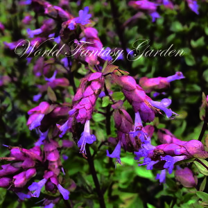 ԕc IKm uXgNX 1 3.5͂zOriganum bristolcross Vi N  񂹐A A A n[u c n[uc ĕc nbs[K[f