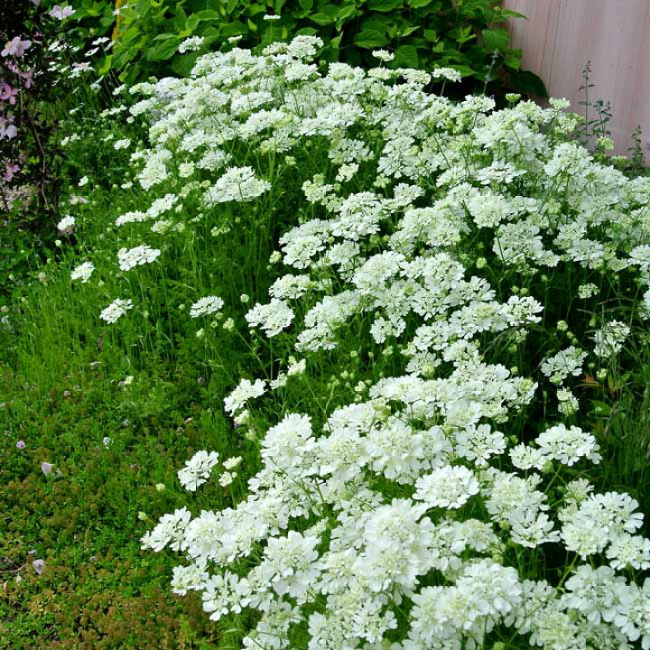 White Orlaya grandiflora lace flowers growing in a garden