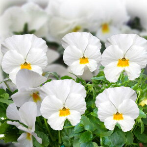 花苗 春 よく咲くスミレ ミルクセーキ 3.5号 2鉢セット【お届け中】スミレ 苗 花 秋冬 Pansy 耐寒性 一年草 イングリッシュガーデン ガーデニング 花の苗 寄せ植え 鉢植え 庭植え ビオラ パンジ