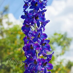 _|Cg3{ 12/11^ ԕc H N h  ftBjE pVtBbNWCAg^ Iׂ7 13.5y͂zDelphinium Pacific Giant c H ~ t h ϊ   CO
