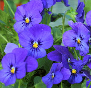 ԕc t ~ rI rr I[Vu[ 3.5 2Zbgy͂z viola  N c CObVK[f 񂹐A K[fjO A A Ԓd@nbs[K[fy2025Vz123