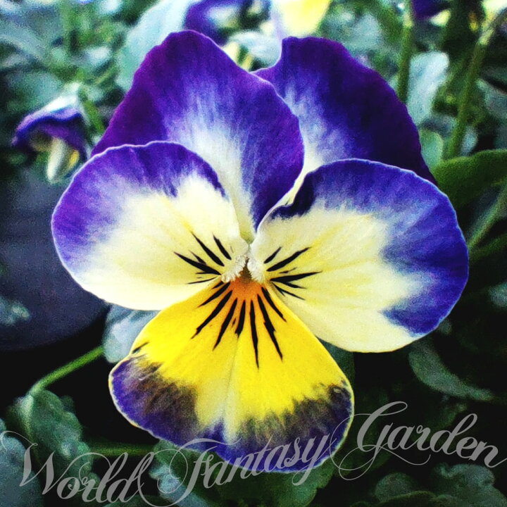 楽天市場 花苗 ビオラ ピエナ ブルーフラッシュ 2鉢セット 3 5号 お届け中 Viola 一年草 耐寒性一年草 鉢植え 地植え 花壇 庭植え 寄せ植え イングリッシュガーデン ガーデニング 花の苗 ヴィオラ パンジー スミレ お花 秋の花 22pan ハッピーガーデン 楽天市場 花苗 ビオラ ピエナ ブルーフラッシュ 2鉢セット 3 5号 お届け中 Viola 一年草 耐寒性一年草 鉢植え 地植え 花壇 庭植え 寄せ植え イングリッシュガーデン ガーデニング 花の苗 ヴィオラ パンジー スミレ お花 秋の花 22pan ハッピーガーデン