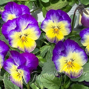 ԕc rI sGi u[tbV 2Zbg 3.5ys\@͂11{zviola N ϊN t A nA Ԓd A 񂹐A CObVK[f Ԃ̕c BI