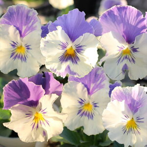 ԕc pW[ }A u[I[V 3.5 2Zbgys\@͂11{zPansy N  c CObVK[f 񂹐A A A Ԓd Ԃ̕c K[fjO nbs[