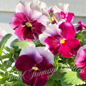 ԕc rI i` tXeB[Y 2Zbgy͂zviora H ~ A 񂹐A Ԓd A nbs[K[f HappyGarden H ~ tJԁy2025Vz2018v