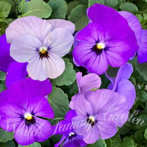 ԕc t rI ӂ 3.5 2Zbgy͂zviola c ~ t  N CObVK[f 񂹐A K[fjO A A Ԓd 񂹐A ϊNy2025Vz1230v