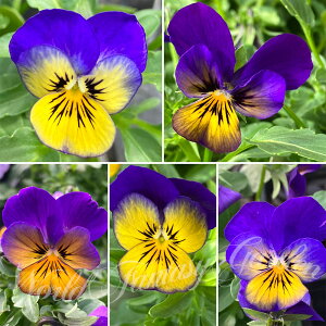 ԕc rI FP S[fu[X 3.5 2Zbgy͂zViola c ~ Pansy N CObVK[f  K[fjO K[f 񂹐A A A Ԓd nbs[K[f t 