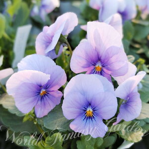 ԕc t rI \x ACV[u[ 3.5 2Zbgy͂zrI c ԕc ~ N viola CObVK[f  񂹐A A K[fjO A Ԓd nbs[K[fy