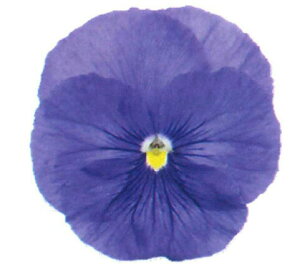 ԕc t ~ pW[ pVI NAu[ 3.5 2Zbgy͂zt Pansy 1N A A 񂹐A K[fjO Ԓd CObVK[f  nbs[K[fy2025Pz1921p