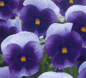 ԕc tA rI rr r[R 3.5 2 Zbgy͂zviola rI c ~ t N CObVK[f 񂹐A K[fjO A A Ԓd 2024PAN nbs[K[fy2025