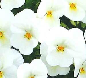 ԕc t rI ݂邭 3.5 2Zbgy͂zrI c ԕc t  N viola CObVK[f 񂹐A K[fjO A A Ԓd ϊNy2025Vz1230v