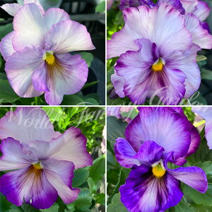 ԕc t ~ pW[ CXpCAv~A x_[sN 3.5 2Zbgy͂zpW[ c ~ c N Pansy 񂹐A A K[fjO CObVK[f Ԓd nb