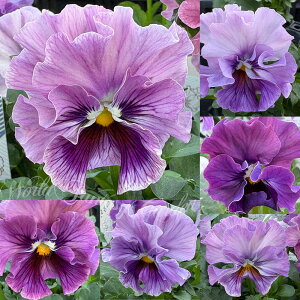 ԕc H ~ t pW[  1 3`3.5y͂zPansy Kimono rI X~ c ~ N CObVK[f 񂹐A A A Ԓd K[fjO nA y2025Pz