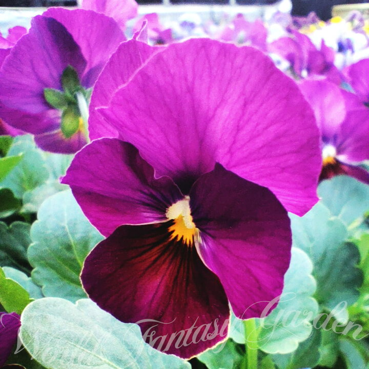 パンジーの特徴