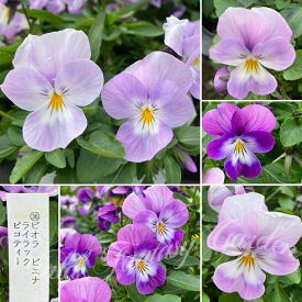 花苗 秋 冬 ビオラ ピエナ ライラックピコティー 2鉢セット 3.5号【お届け中】viola 一年草 耐寒性一年草 鉢植え 地植え 花壇 庭植え 寄せ植え イングリッシュガーデン ガーデニング 花の苗 ヴィオラ パンジー スミレ お花 秋の花 ハッピーガーデン