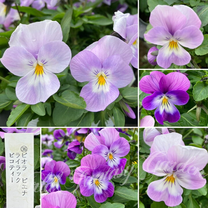 パンジーの楽しみ方