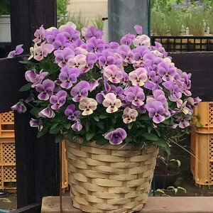 ԕc rI ݂т 3.5 2Zbgy͂zrI c  N CObVK[f 񂹐A ~ A A Ԓd K[fjO viola H ~ tJ nbs[K[fy2025V