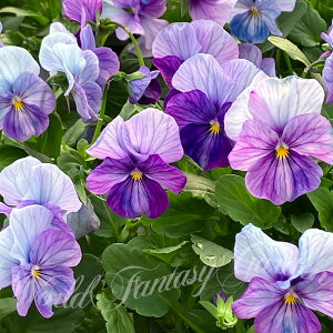 ԕc rI Ȃ݂  3.5 2Zbgy͂zrI c H ~ N viola CObVK[f K[fjO  񂹐A A A Ԓd t nbs[K[fy2025V