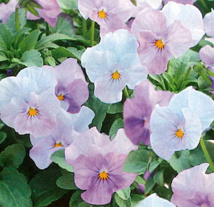 楽天市場】花苗 春 ビオラ なごみももか かすみ 3.5号 2鉢セット【お届け中】ビオラ 苗 花苗 冬 一年草 viola イングリッシュガーデン ガーデニング 花 寄せ植え 鉢植え 庭植え 花壇 2021PAN : ハッピーガーデン 楽天市場】花苗 春 ビオラ なごみももか かすみ 3.5号 2鉢セット【お届け中】ビオラ 苗 花苗 冬 一年草 viola イングリッシュガーデン ガーデニング 花 寄せ植え 鉢植え 庭植え 花壇 2021PAN : ハッピーガーデン