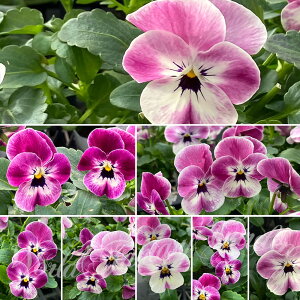 ԕc t rI   2Zbg 3.5y͂zViola wittrockiana N ϊNy2025Vz2110v