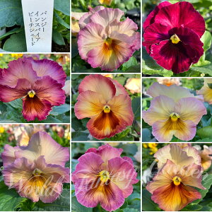 �ԕc �t �p���W�[ �C���X�p�C�A�v���~�A�� �s�[�`�V�F�C�h 2���Z�b�g�y���͂����zPansy �j���A���X�J���[ ��N�� �C���O���b�V���K�[�f�� �C���X�p�C�� �s�[�`�V�F�[�h�y2025P�z2015p