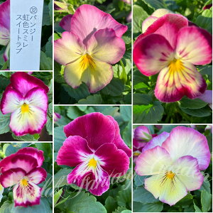 ԕc t pW[ FX~ XC[gu 3.5 2Zbgy͂zc ԕc ~ N pW[ CObVK[f  񂹐A A K[fjO A Ԓd Fy2025Pz2015p