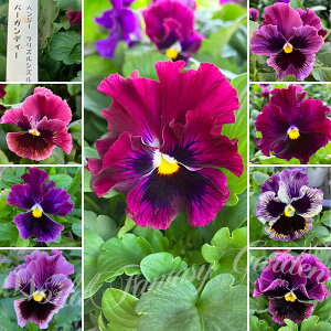 ԕc t pW[ tYVY o[KfB[ 3.5 2Zbgy͂zPansy t CObVK[f A A 񂹐A G߂̉ nbs[K[f