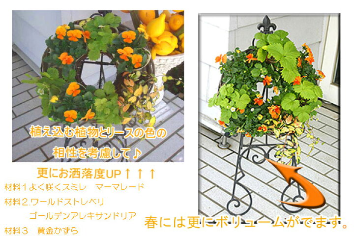 89円 【メール便なら送料無料】 よく咲くスミレ 40粒 905542 89円 【メール便なら送料無料】 よく咲くスミレ 40粒 905542