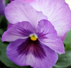 �ԕc �t �p���W�[ �p�V�I �N���A ���x���_�[ 3.5�� 2���Z�b�g�y���͂����zPansy ��N�� �C���O���b�V���K�[�f�� �ϊ��� �� �n�b�s�[�K�[�f���y2025P�z1230p