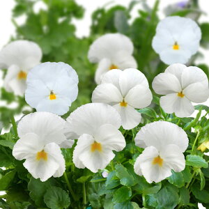 苗 花苗 パンジー パシオ クリアホワイト 2鉢セット 【お届け中】 Pansy イングリッシュガーデン 苗 鉢植え 庭植え ガーデニング 花壇 季節の花苗【2025V】