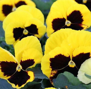 苗 花苗 秋 冬 パンジー パシオ イエローブロッチ 2鉢セット 3.5号【お届け中】パンジー Pansy 一年草 イングリッシュガーデン 寄せ植え 鉢植え 庭植え 花壇 ガーデニング 黄 春 ハッピーガーデ
