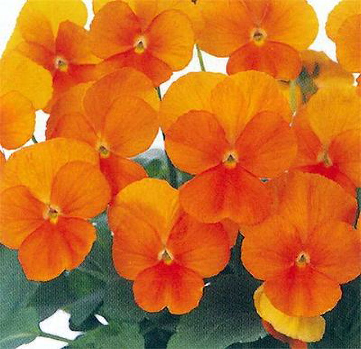 楽天市場 花苗 秋 ビオラ ピエナ オレンジ 2鉢セット お届け中ビオラ 苗 花苗 秋 冬 一年草 Viola イングリッシュガーデン ガーデニング 花 寄せ植え 鉢植え 庭植え 花壇 ハッピーガーデン