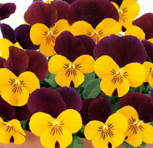 ԕc t rI sGi v 3.5 2Zbgy͂zrI c ԕc  H ~ N viola CObVK[f K[fjO  A 񂹐A A Ԓd nbs[K[f