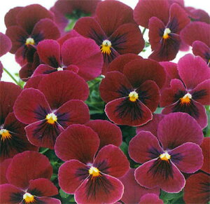 ԕc t ~ rI sGi [Yub` 2 Zbgy͂zrG c ԕc ~ N viola CObVK[f K[fjO A A 񂹐A Ԓdy2025Vz2110v