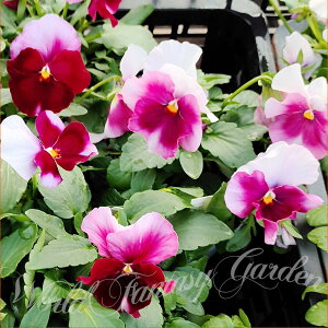 ԕc H ~ pW[ pVI sNtA 3.5 2 Zbgy͂zpW[ c ԕc ~ ~ Pansy N 񂹐A c K[fjO A A Ԓd sNy2025Pz1230p