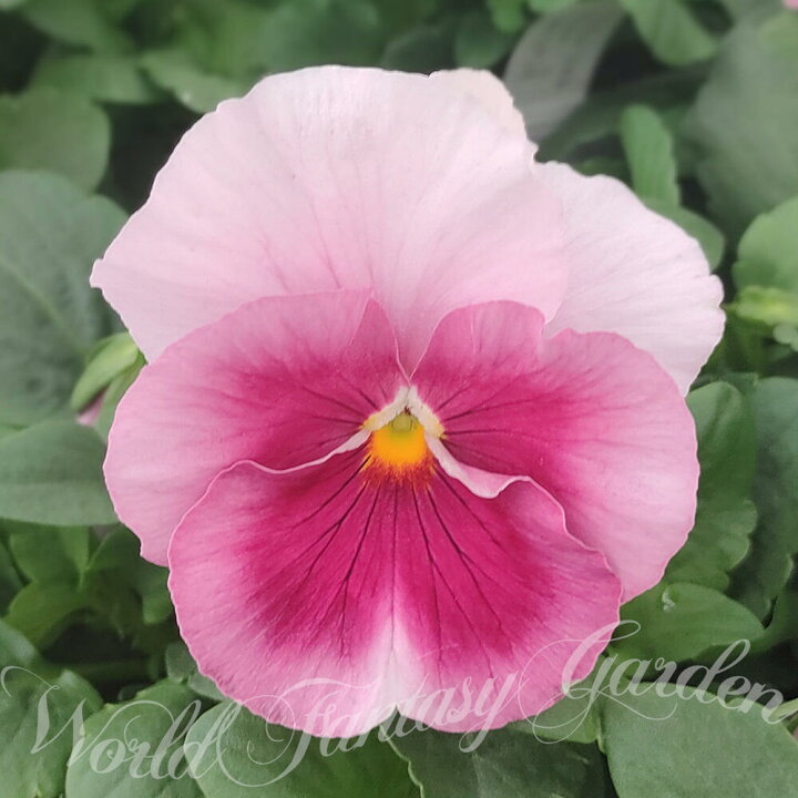 楽天市場 花苗 冬 パンジー パシオ ピンクフレア 3 5号 2鉢 セット お届け中 パンジー 苗 花苗 冬 冬 Pansy 一年草 寄せ植え 苗物 ガーデニング 鉢植え 庭植え 花壇 21pan ハッピーガーデン