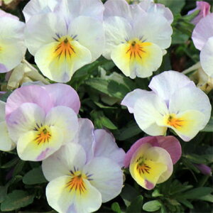 ԕc t ~ rI FP sNbv 2Zbg 3.5y͂zPansy N CObVK[f  K[fjO 񂹐A A A Ԓd [Y y2025Vz1230v