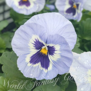 ԕc t pW[ CXpCA vX }[i 3.5 2Zbgy͂zc ~ N pW[ CObVK[f  񂹐A A K[fjO A Ԓd ԐF y2025Pz201