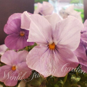 ԕc t rI \x XP x_[sN 3.5 2 Zbgy͂zrI c ~ N viola CObVK[f 񂹐A A A Ԓd K[fjO nbs[K[f HappyG