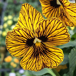 ԕc rI ^CK[AC CG[ 3.5 2Zbgy͂zviola ~ N c CObVK[f  񂹐A A K[fjO K[f A Ԓd | ϊ ~ t nb