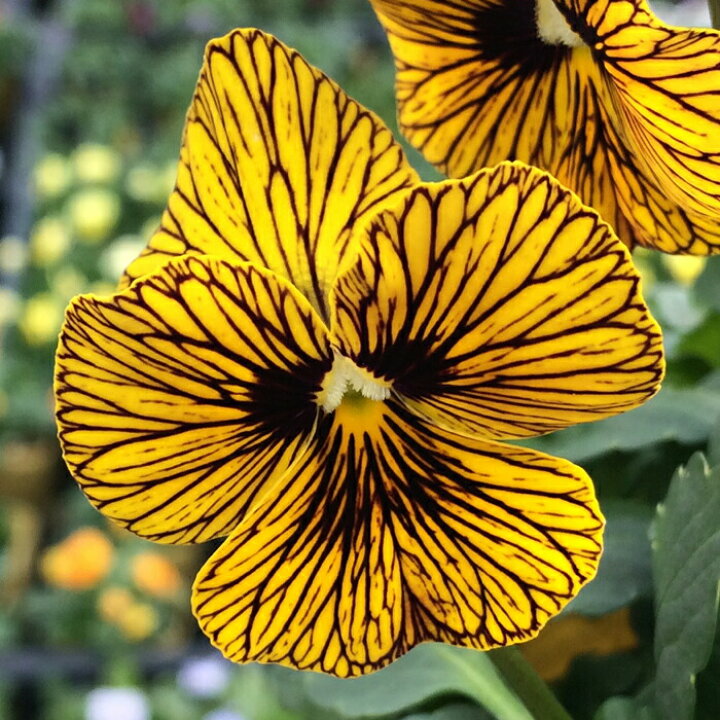 楽天市場 花苗 秋 ビオラ タイガーアイ イエロー 3 5号 2鉢セット お届け中 Viola 冬 一年草 苗物 イングリッシュガーデン 花 寄せ植え 鉢植え ガーデニング 庭植え 花壇 園芸 耐寒性 22pan ハッピーガーデン