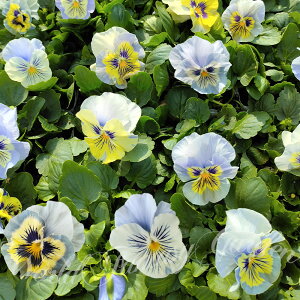 ԕc t pW[ f^RNV ojXJC 2Zbg 3.5y͂zViola wittrockiana N ϊN A nA Ԓd A 񂹐A CObVK[f K[fj