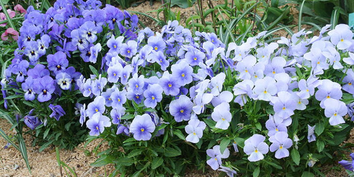 楽天市場 ポイント2倍 花苗 秋 ビオラ ビビ ヘブンリーブルー 3 5号 2鉢セット お届け中 Viola 秋苗 一年草 イングリッシュガーデン 寄せ植え ガーデニング 鉢植え 庭植え 花壇 22pan ハッピーガーデン