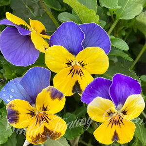 ԕc t rI CG[u[WvAbv 3.5 2Zbgy͂zrI c ԕc t ~ N viola CObVK[f K[fjO 񂹐A A A Ԓd ϊ N