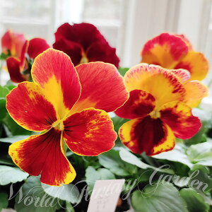 花苗 パンジー マリア イエローファイヤーII 3.5号 2鉢セット【お届け中】Pansy 一年草 イングリッシュガーデン ビオラ ガーデニング 黄 赤 ハッピーガーデン 冬 春【2025P】1921p