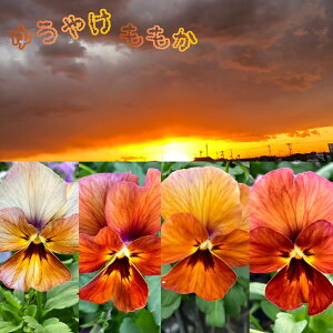 ԕc t rI 䂤₯ 3.5 2Zbgy͂zrI c N viola CObVK[f 񂹐A K[fjO A A Ԓd nbs[K[f H ~y2025Vz1230v