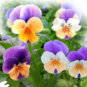 ԕc rI yj[ s[`WvAbv 3.5 2Zbgy͂zrI c H ~ N viola CObVK[f K[fjO 񂹐A A A Ԓd ϊy2025Vz1230v