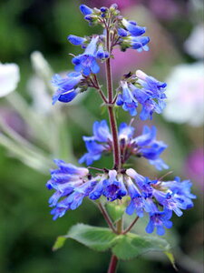 c ԕc yXe Io[^X 1 3.5 y͂zPenstemon ovatus  R}mnOT h ϊ N CObVK[f  Ԓd